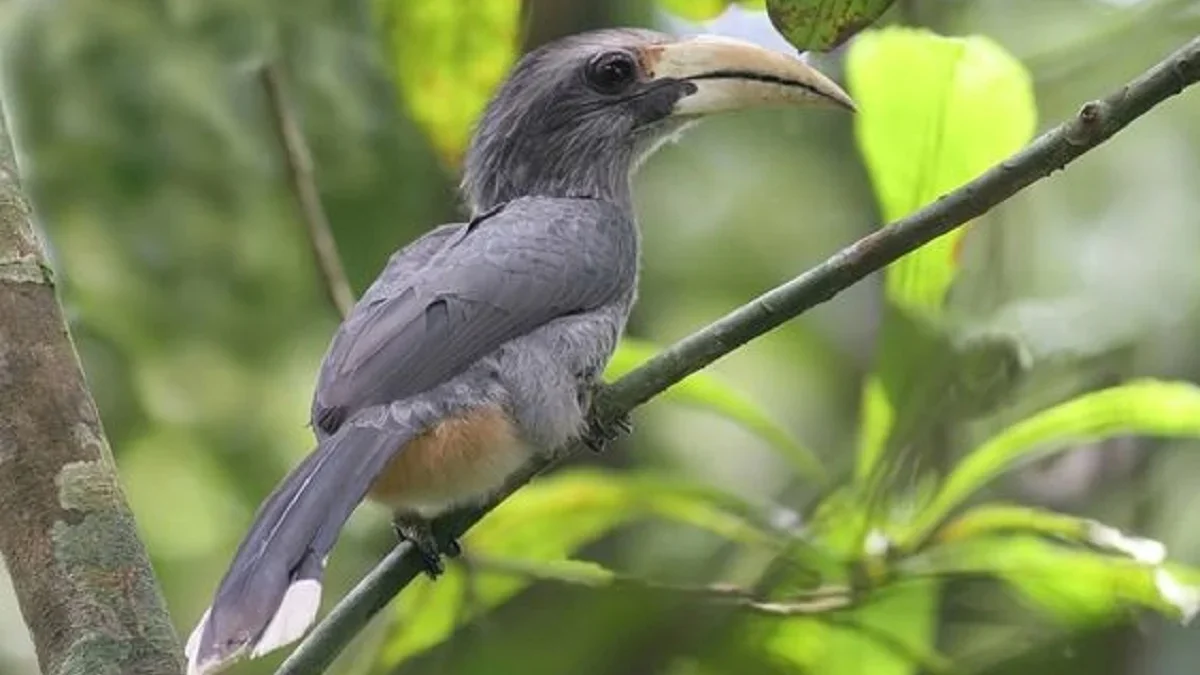 Memiliki Paruh yang Kokoh dan Kuat, 5 Fakta Burung Rangkong abu - abu india