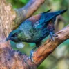  Belum Banyak Diketahui, 5 Fakta Menarik Burung Tui, Si Cantik yang Bisa Menghasilkan Suara Ultrasonik 