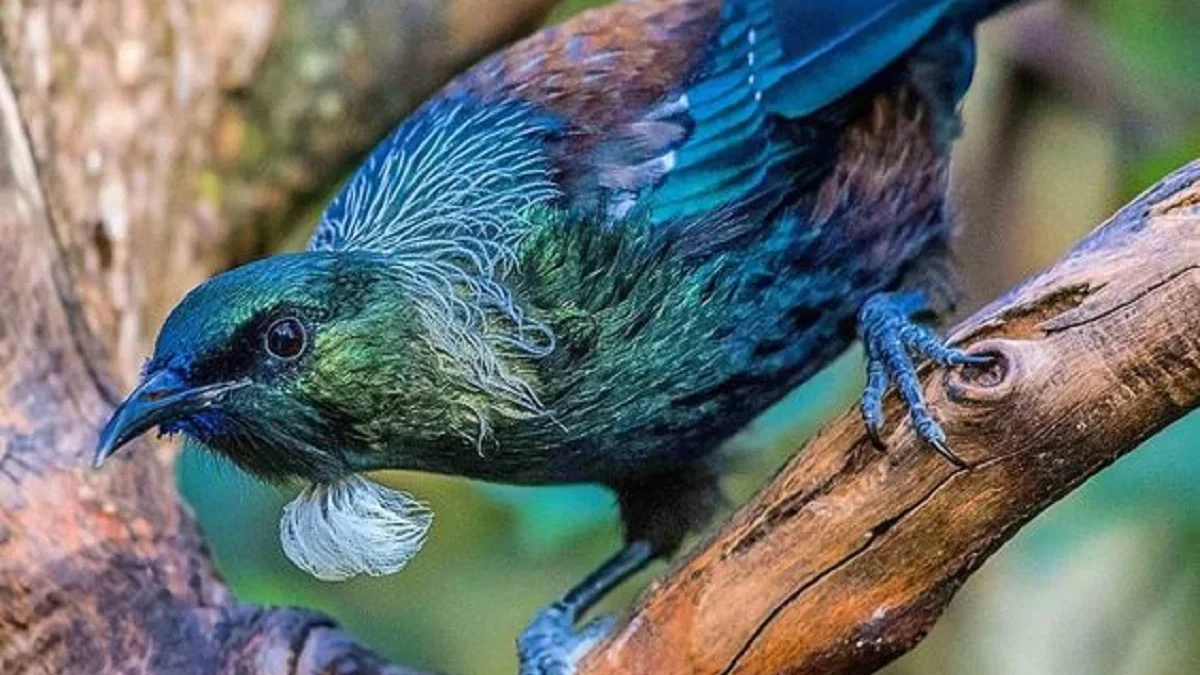  Belum Banyak Diketahui, 5 Fakta Menarik Burung Tui, Si Cantik yang Bisa Menghasilkan Suara Ultrasonik 