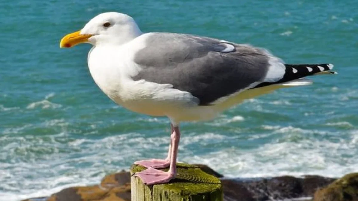 Burung yang Sangat Usil dan Suka Mencuri Makanan Berikut Adalah Fakta Unik Burung Camar