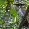 Biasa Ditemui di Wilayah Indonesia dan Menjadi Incaran Penghobi Burung Hantu, Jenis Burung Hantu Di Indonesia