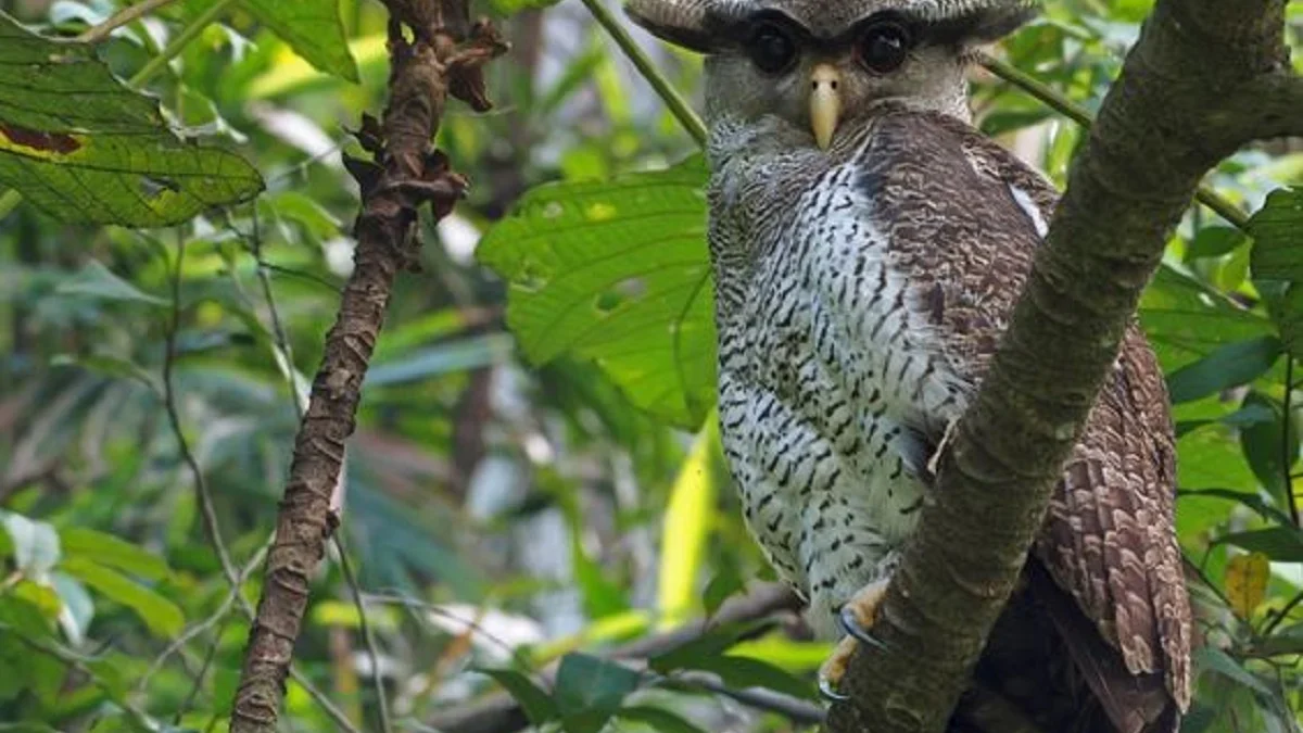 Biasa Ditemui di Wilayah Indonesia dan Menjadi Incaran Penghobi Burung Hantu, Jenis Burung Hantu Di Indonesia