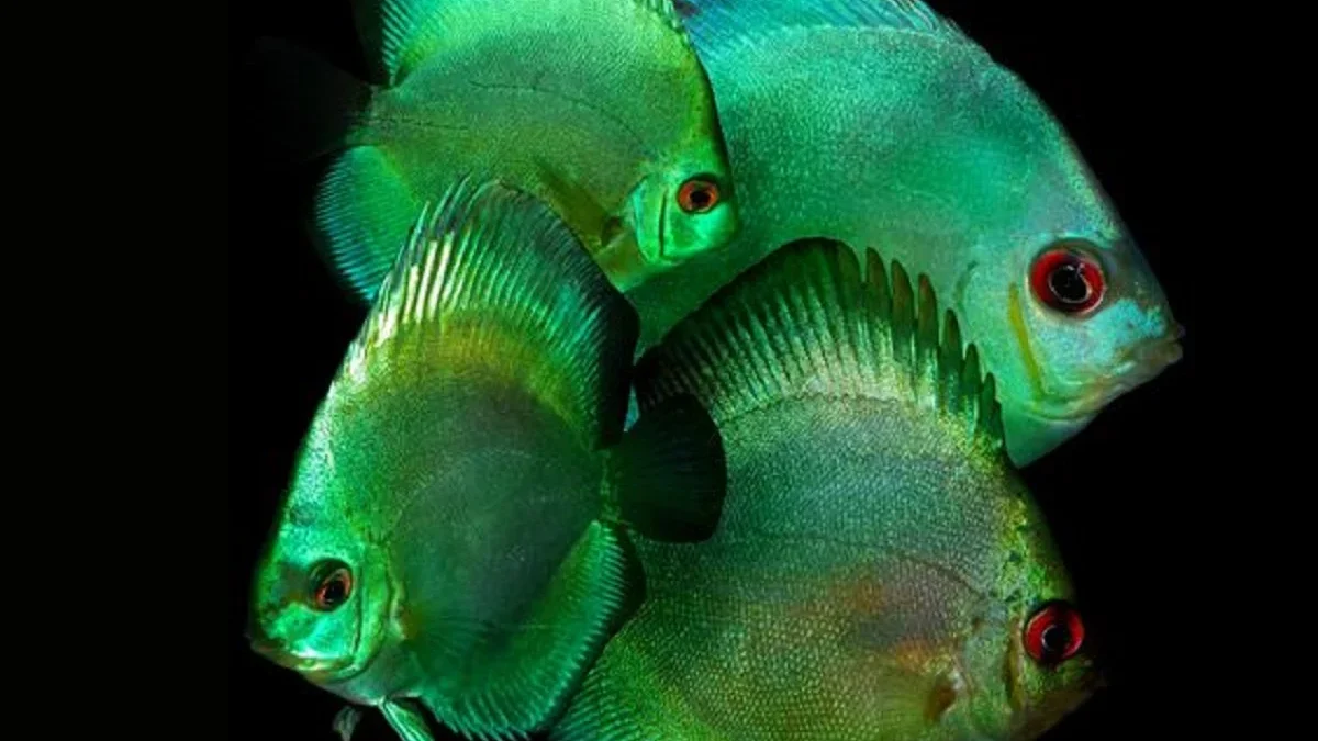 OMG Sangat Cantik dan Berwarna, 5 Jenis Ikan Discus Paling indah dan Sering Dipelihara Oleh Penghobi Ikan Hias