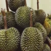 Kamu Pecinta Durian Sudah Pernah Mencoba ?, 5 Durian Dengan Harga Termahal di Dunia Dengan Harga Fantastis