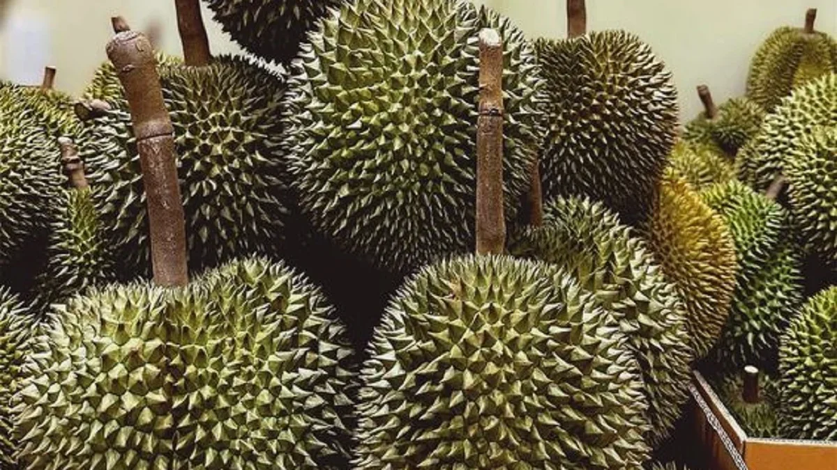 Kamu Pecinta Durian Sudah Pernah Mencoba ?, 5 Durian Dengan Harga Termahal di Dunia Dengan Harga Fantastis