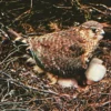 Jenis Burung Elang Terkecil di Dunia, Fakta Menarik Burung Elang Merlin