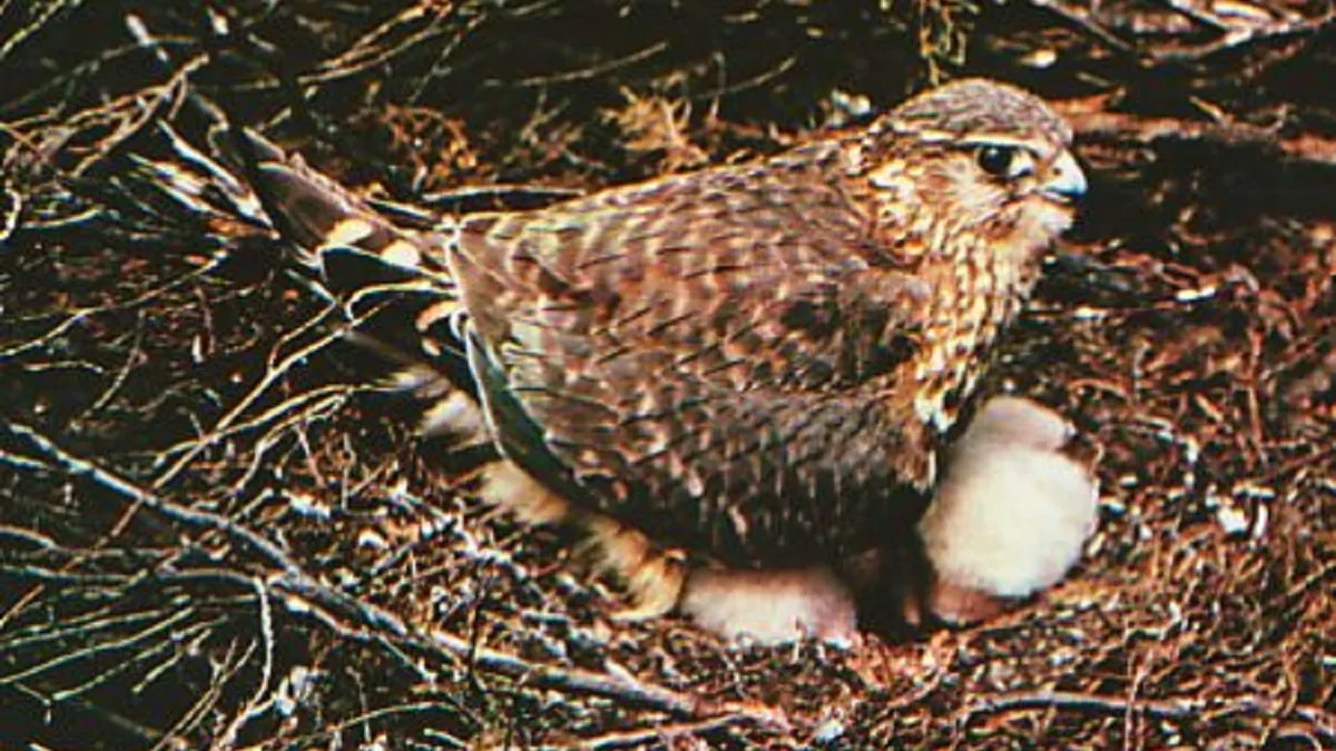 Jenis Burung Elang Terkecil di Dunia, Fakta Menarik Burung Elang Merlin