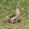 4 Fakta Menarik Eurasian Wryneck, Burung yang Bisa Berkamuflase 