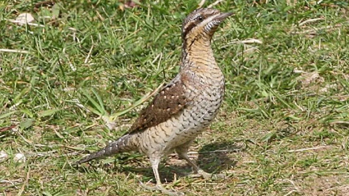 4 Fakta Menarik Eurasian Wryneck, Burung yang Bisa Berkamuflase 