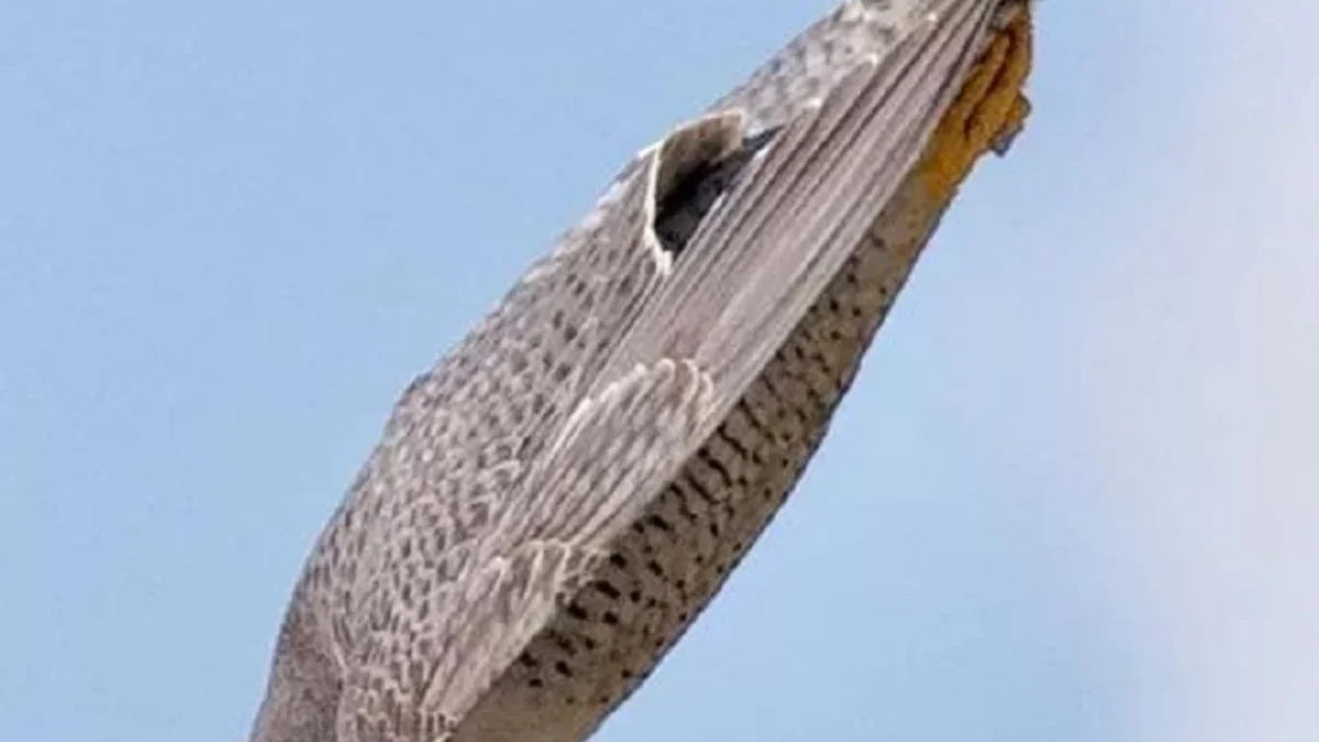 Mampu Terbang Melesat Dengan Cepat Sekali Untuk Menangkap Mansanya, Burung Terbang Dengan Kecepatan Tinggi