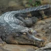 Buaya yang Ditemukan di Kalimantan, 5 Fakta False Gharial 