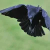 Berwarna Hitam Namun Sangat Cerdas Sekali, Fakta Unik Burung Gagak