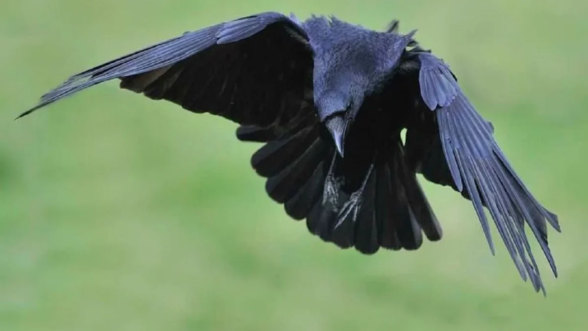 Berwarna Hitam Namun Sangat Cerdas Sekali, Fakta Unik Burung Gagak