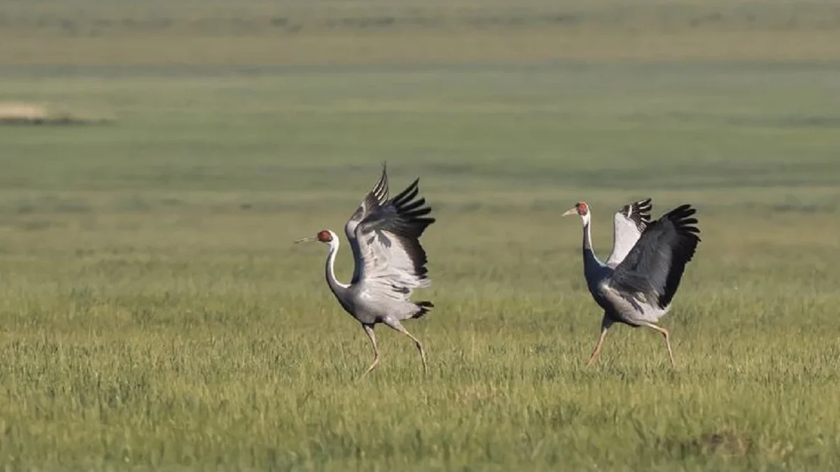 Berpenampilan Unik, 5 Burung Bangau dari Genus Grus, Hidup di Asia dan Eropa 