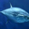 Ikan Laut yang Kaya Akan Manfaat, 5 Fakta Unik Ikan Tuna