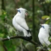 Sangat Langka,  4 Fakta Unik Burung Jalak Bali, Burung Cantik Asli Bali yang Langka dan Juga Hampir Punah 