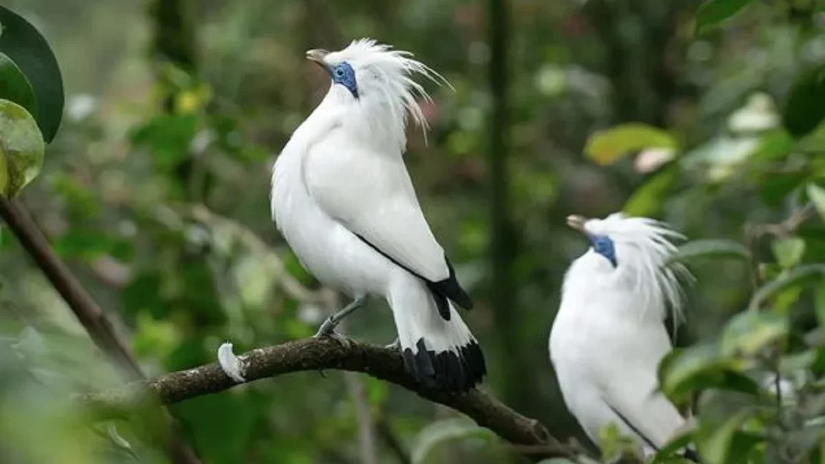 Sangat Langka,  4 Fakta Unik Burung Jalak Bali, Burung Cantik Asli Bali yang Langka dan Juga Hampir Punah 