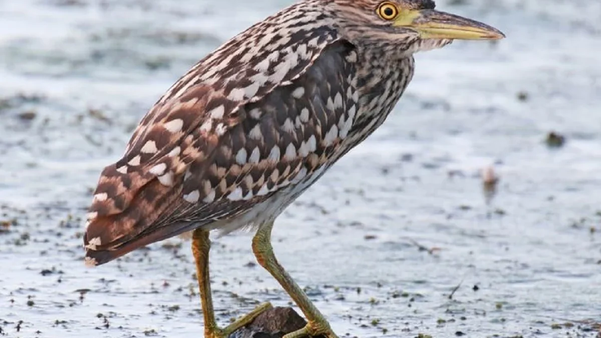 Masih Salah Satu Spesies Burung Kuntu, Fakta Menarik Burung Kowak Malam yang Mungkin Belum Kamu Ketahui