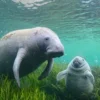 Hewan Manatee, Mamalia laut yang mirip Walrus dan Dugong