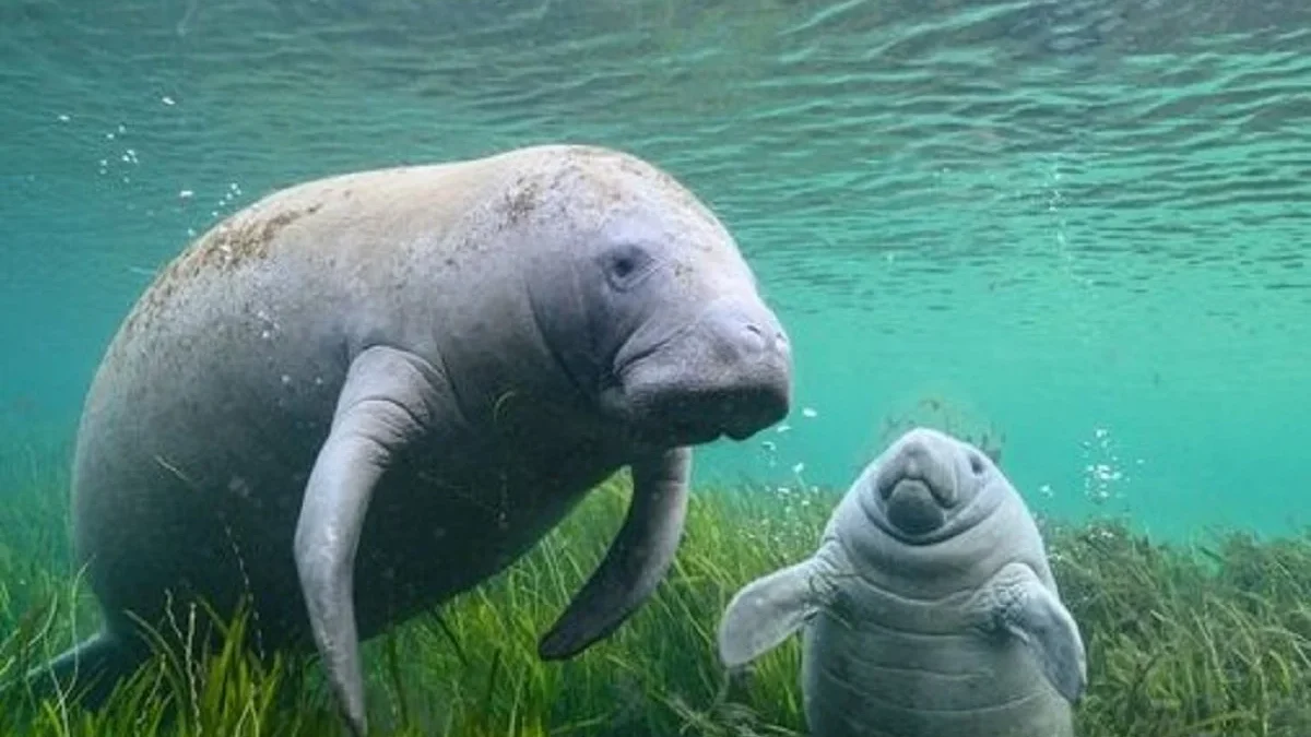 Hewan Manatee, Mamalia laut yang mirip Walrus dan Dugong