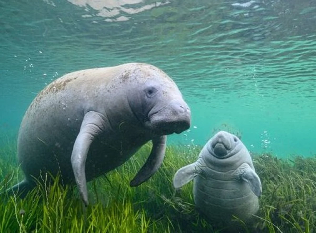 Hewan Manatee, Mamalia laut yang mirip Walrus Rakcer.ID
