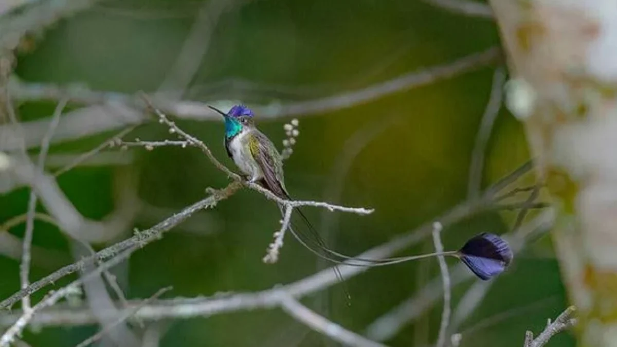 Sangat Eksotis Sekaligus Langka, 5 Spesies Burung Memukau yang Hidup di Peru