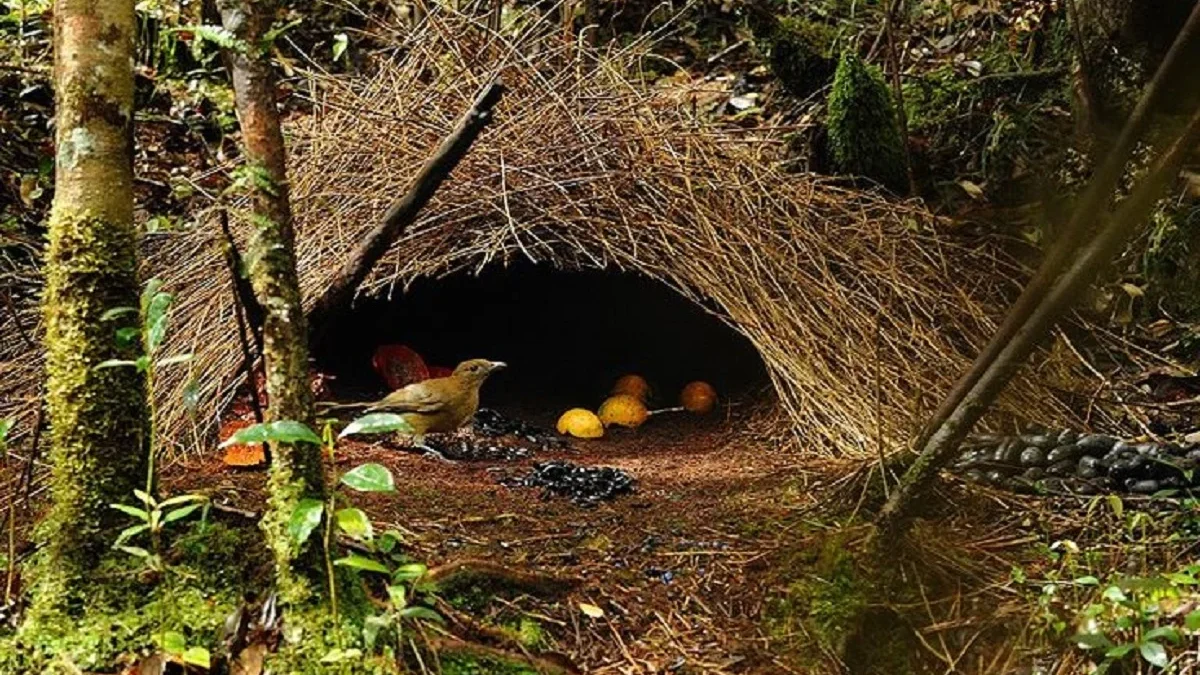 Si Arsitek yang Pandai Membuat Sarang Untuk Sang Betina, Burung Namdur si Pintar Pembuat Sarang yang Romantis