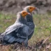 Burung yang Sangat Cantik Namun Pemakan Bangkai dan Sangat disukai Firaun, Fakta Menarik Burung Hering Mesir