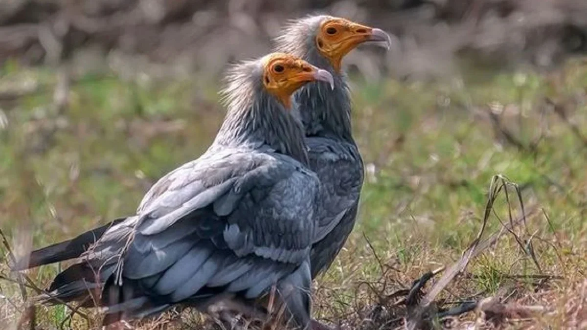 Burung yang Sangat Cantik Namun Pemakan Bangkai dan Sangat disukai Firaun, Fakta Menarik Burung Hering Mesir