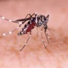 Sangat Berbahaya Sekali , 5 Fakta Mengerikan Tentang Nyamuk Aedes Aegypti