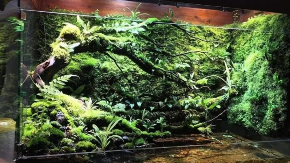 Kamu Baru Ingin Membuat Paludarium Berikut, 6 Cara Membuat Paludarium Untuk Pemula