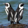 Kata Siapa Penguin Hidup di Kutub Saja, 5 Fakta Unik Penguin Afrika, Penguin yang Tinggal di Daerah Tropis 