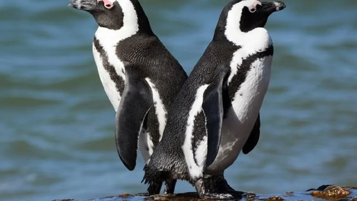 Kata Siapa Penguin Hidup di Kutub Saja, 5 Fakta Unik Penguin Afrika, Penguin yang Tinggal di Daerah Tropis 