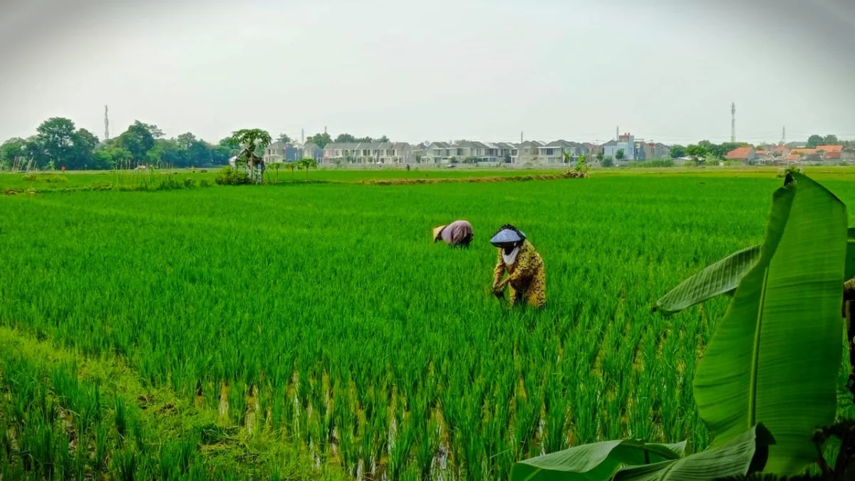 Program Asuransi Usaha Tani Padi Ditinggalkan Ratusan Petani Kabupaten Cirebon