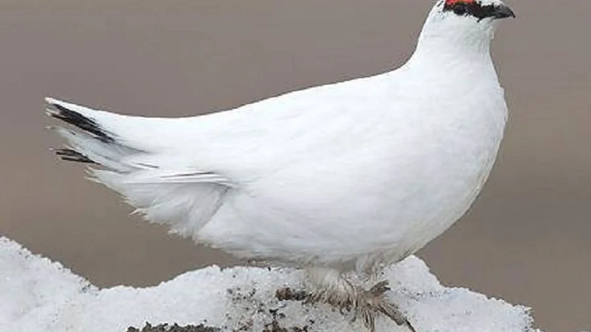 Bisa Berubah Warna 3 Kali Dalam Setahun Sesuai Musim, 5 Fakta unik Burung Ptarmigan