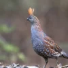 Bisa Untuk Aviary, 4 Jenis Burung Puyuh Hias yang Sangat Eksotis dan Dapat Kamu Pelihara