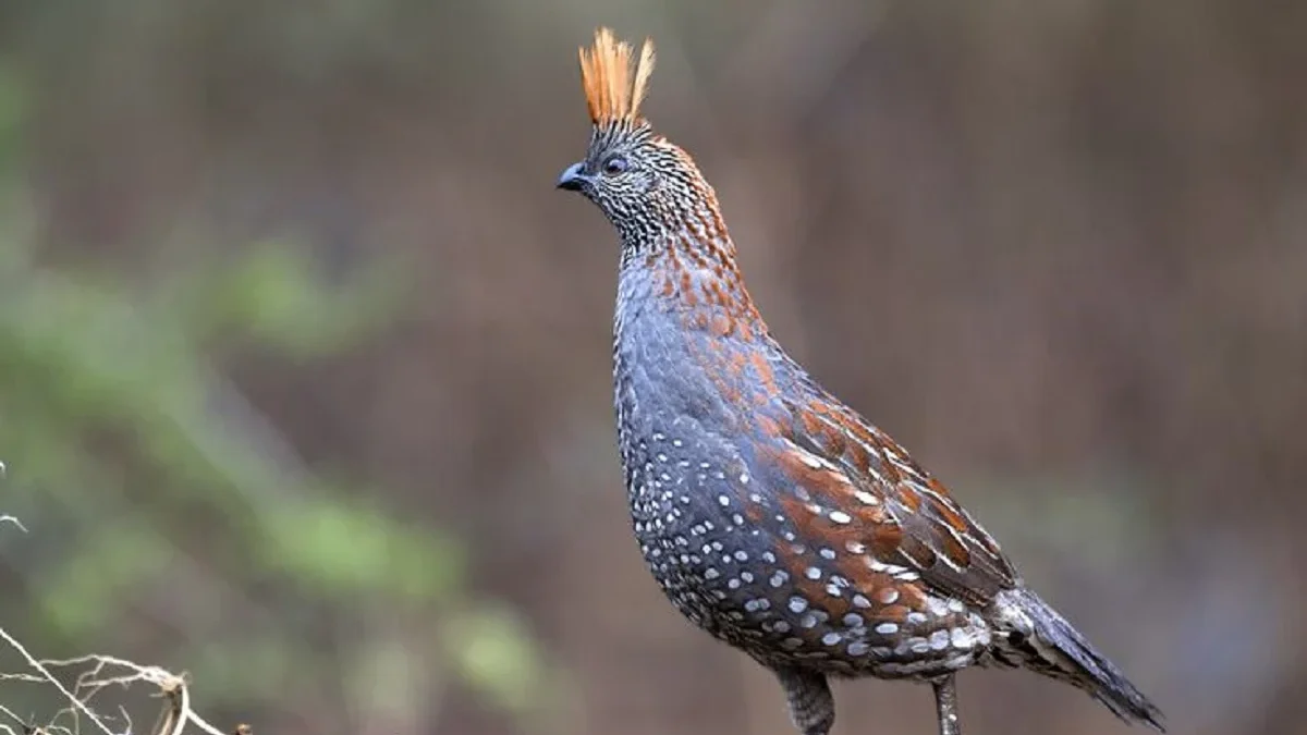 Bisa Untuk Aviary, 4 Jenis Burung Puyuh Hias yang Sangat Eksotis dan Dapat Kamu Pelihara