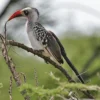 Ternyata Memiliki Pola Asuh yang Sangat Unik Sekali Berikut Fakta Unik Burung Rangkong Paruh Merah