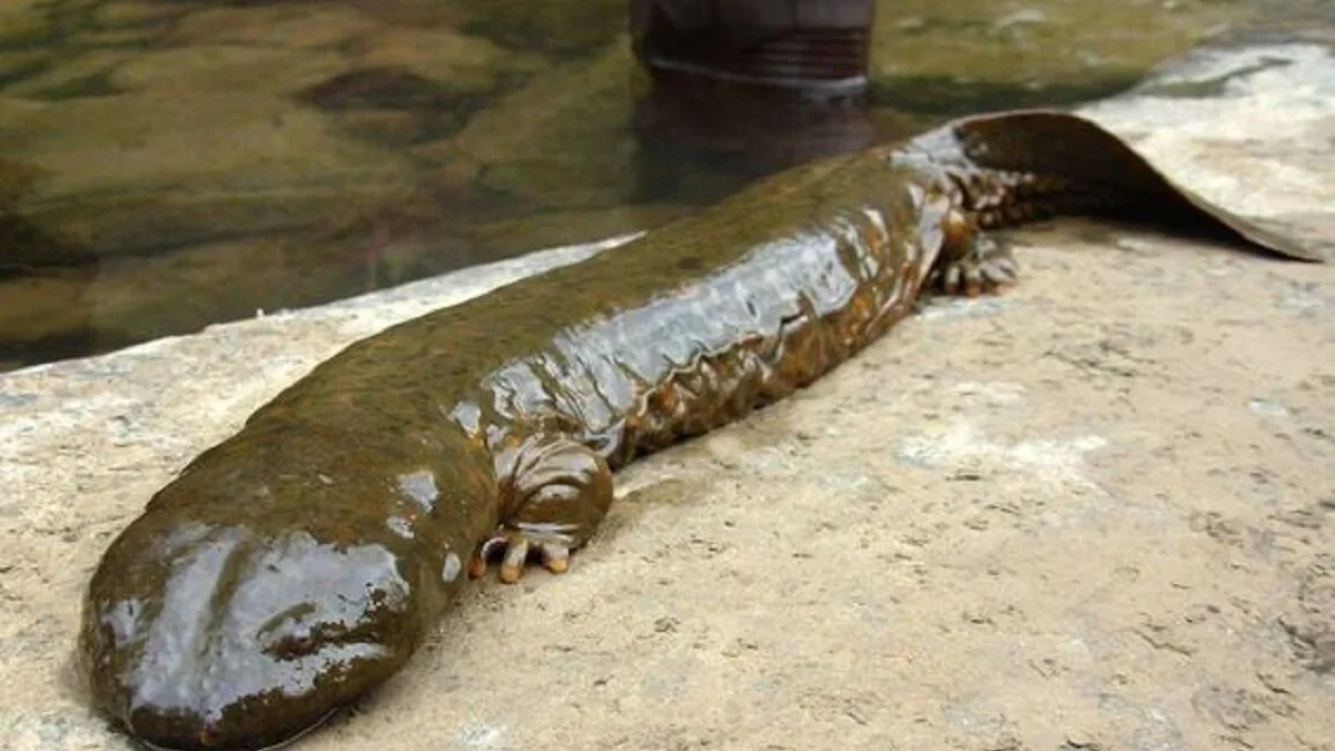 Memiliki Tubuh yang Lebih Besar dari Salamander Biasa, 5 Fakta Salamander Besar