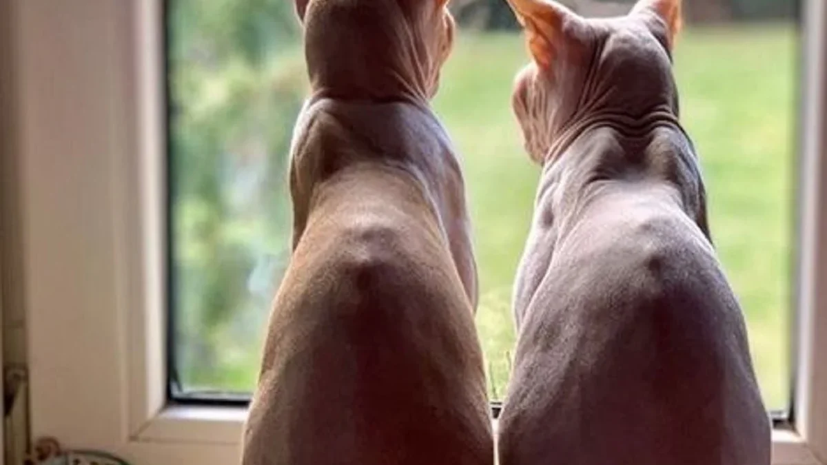 6 Fakta Unik Kucing Sphynx, Kucing yang Tidak Memiliki Bulu