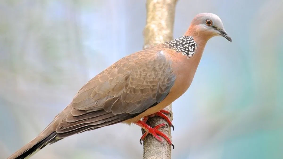 5 Spesies Burung Dara dan Merpati yang Sering Kita Lihat di Sekitar Rumah 