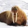 Hewan Laut Terbesar Di Dunia, 5 Fakta Menarik Walrus, Si Penyelam yang Hebat Bergading 