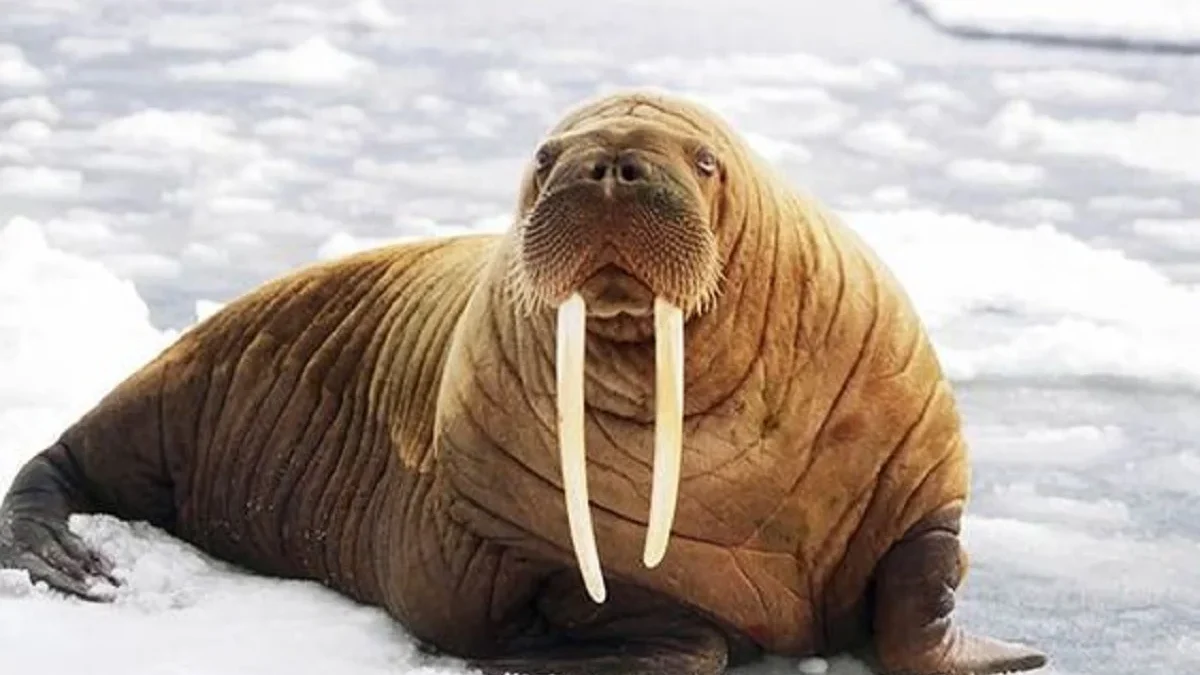 Hewan Laut Terbesar Di Dunia, 5 Fakta Menarik Walrus, Si Penyelam yang Hebat Bergading 