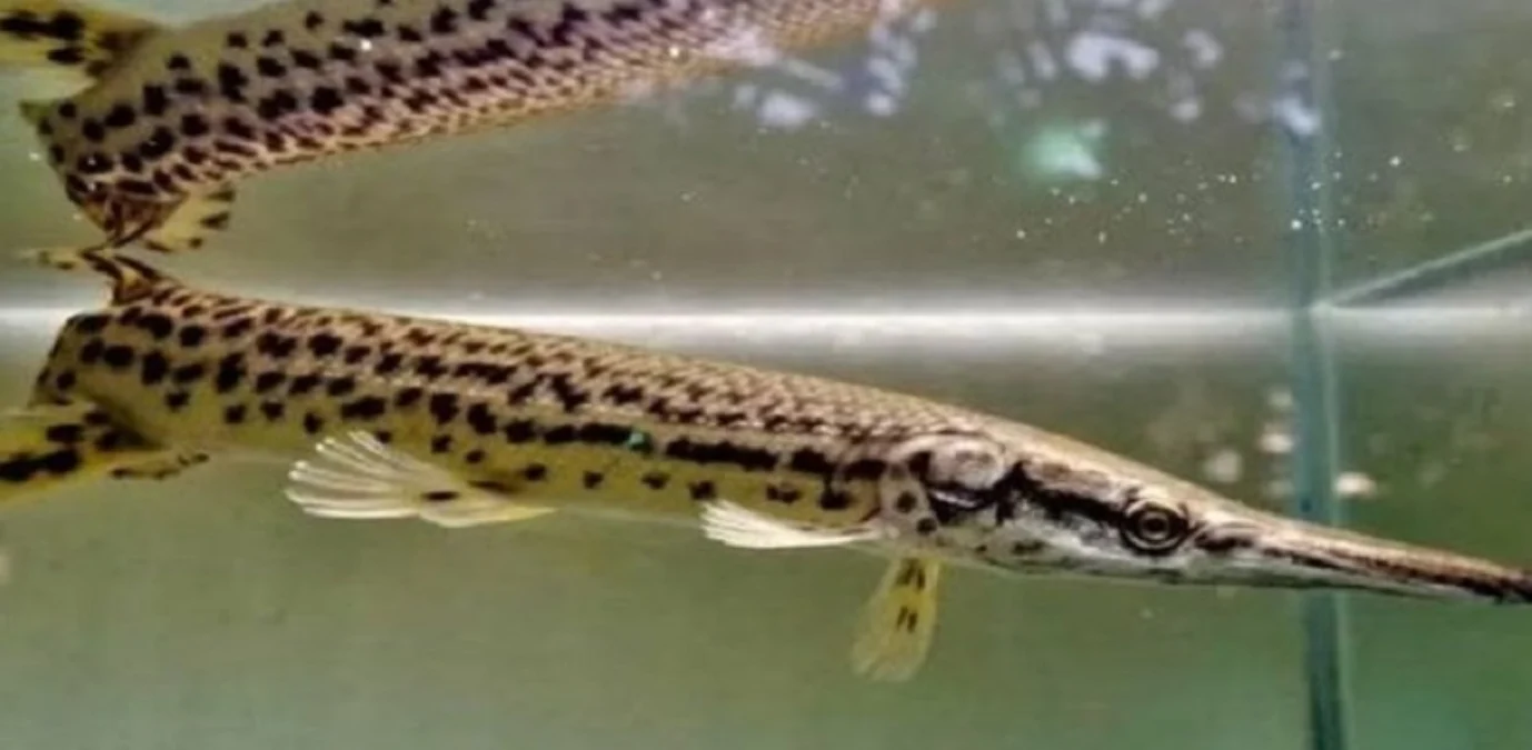 Aligator Rbc Cenderung Pasif dan Tidak Banyak Gerak, 5 Fakta Tentang Ikan Aligator ...