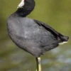 Sering Dikira Bebek, 5 Fakta Menarik American Coot 