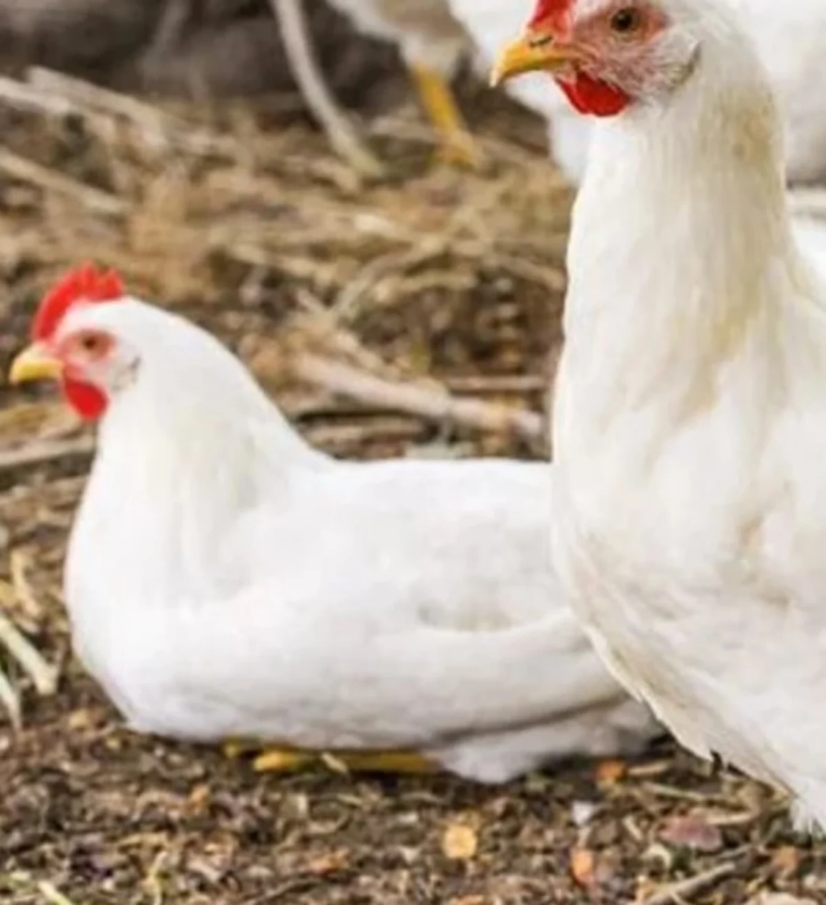 Pedaging Bisa Menghasilkan Daging Banyak, 5 Jenis Ayam Pedaging yang Biasa ...