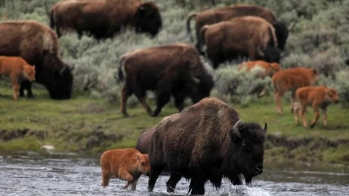  Populasi Dari Jutaan dan Hanya Tersisa 300 Ekor  Pada Tahun 1900an, 5 Fakta Menarik Bison