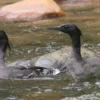 5 Burung Asli Amerika Selatan yang Populasinya Sangat Mengkhawatirkan 