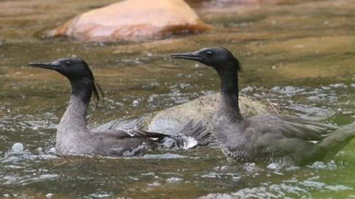 5 Burung Asli Amerika Selatan yang Populasinya Sangat Mengkhawatirkan 