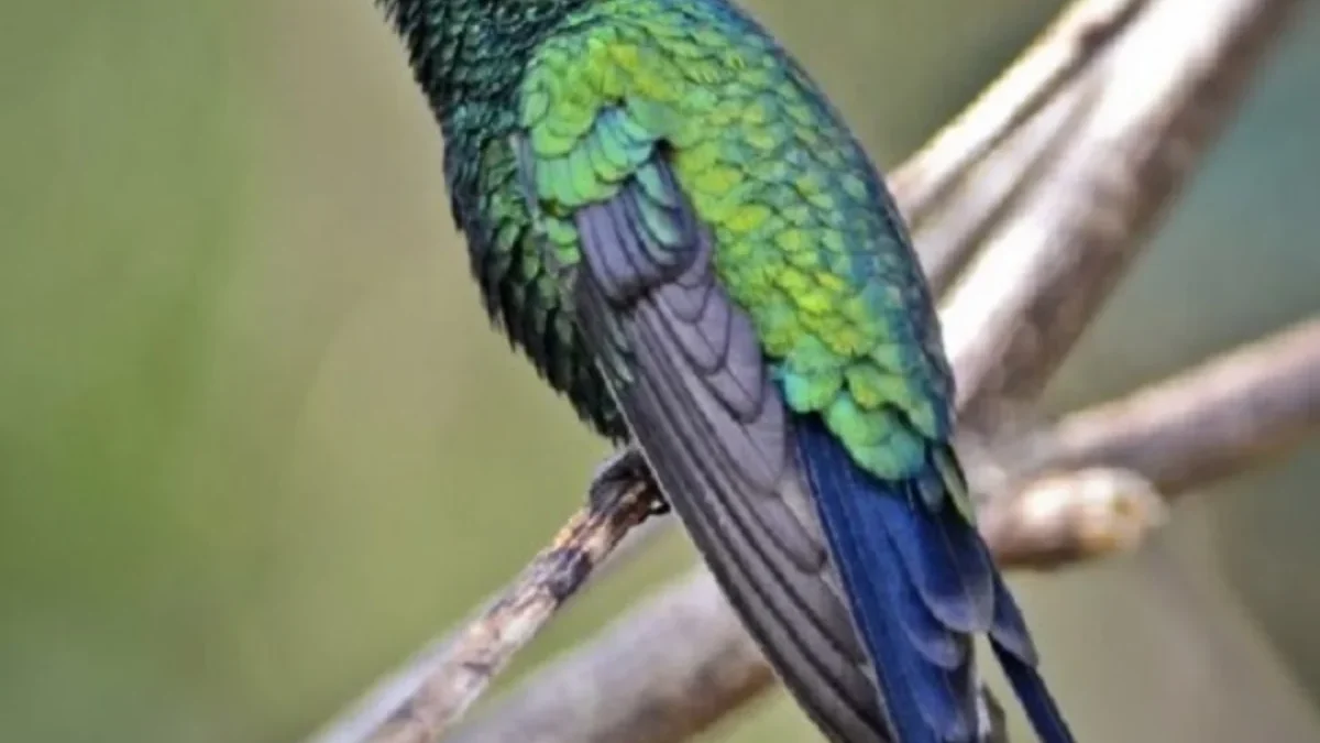 Ternyata Pulau Ini Memiliki Burung yang Sangat Eksotis, 5 Burung Endemik Pulau Cozumel